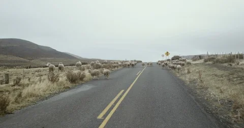 Sheep crossing street Stock Footage 90080991