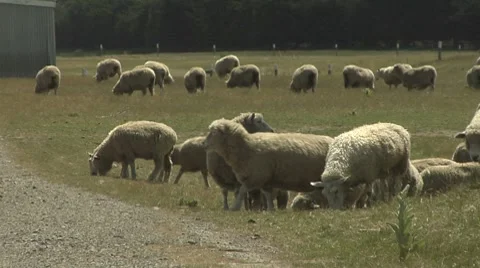Sheep crossing the track Stock Footage