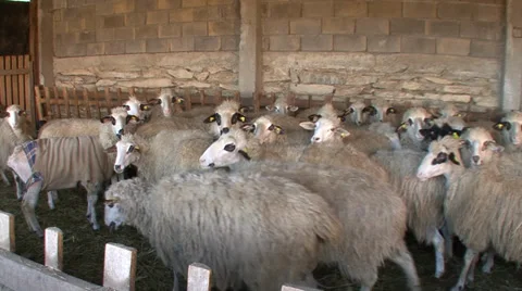 Sheep crowded in the barn Stock-Footage 36974474