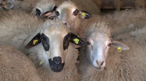 Sheep crowded in the sheepcote Stock Footage 36974985