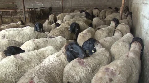 Sheep crowded in the sheepfold Vídeo Stock 54363897