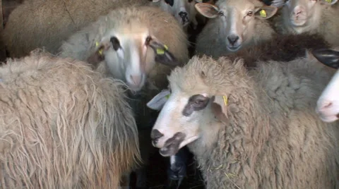 Sheep crowded together in the cote Stock Footage 36975886