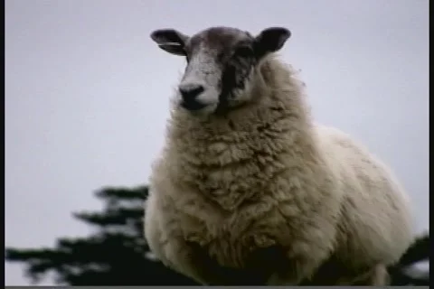 Sheep CU Stock Footage 992057