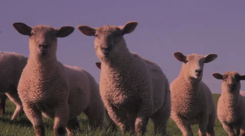 Sheep CU looking at lens 動画素材 37254183