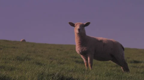 Sheep CU walk up hill Stock Footage 37252732