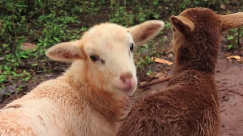 Sheep cuddle Stock-Footage 63413439