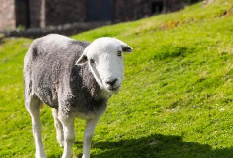 Sheep curious stare at camera Stock Photos