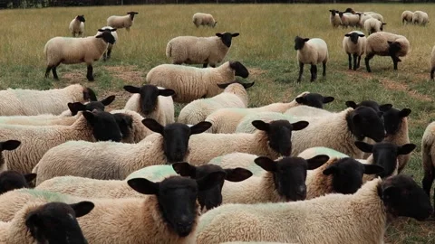 Sheep cute faces big black ears , fluffy fur .walking together in a field 库存影片 136948483
