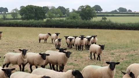 Sheep cute faces big black ears , fluffy fur .walking together in a field Video stock 136948485