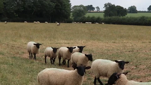 Sheep cute faces big black ears , fluffy fur .walking together in a field Video stock 136948492