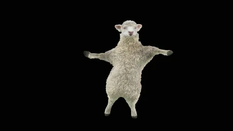 Sheep Dancing, with Alpha matte. Stock Footage 194012072
