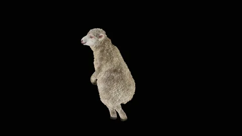 Sheep Dancing, with Alpha matte. 库存影片 194012368