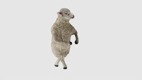Sheep Dancing, with Alpha matte. 스톡 동영상 201018470