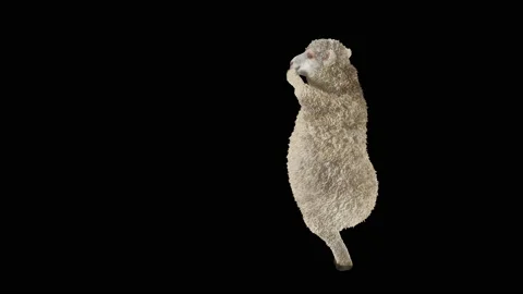 Sheep Dancing, with Alpha matte. Stock Footage 201018562