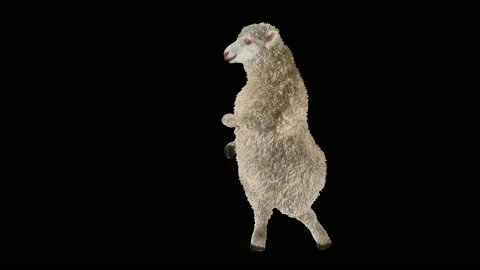 Sheep Dancing, with Alpha matte. Stock Footage 201018669