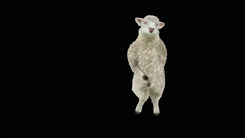 Sheep Dancing, with Alpha matte. Stockbeeldmateriaal 202645517