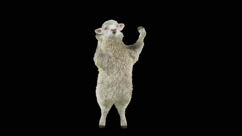 Sheep Dancing, with Alpha matte. Видео 202645549