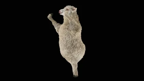 Sheep Dancing, with Alpha matte. Видео 202645728