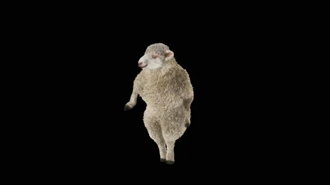 Sheep Dancing, with Alpha matte. 库存影片 202650575