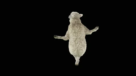 Sheep Dancing, with Alpha matte. Video stock 208946633