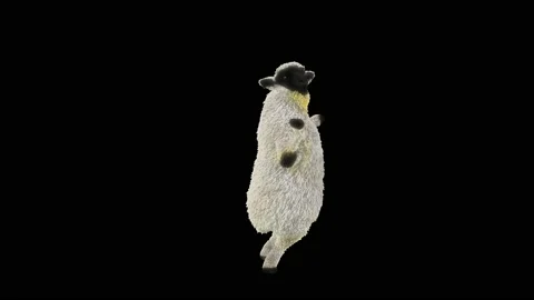 Sheep Dancing, with Alpha matte. Stock Footage 208947236