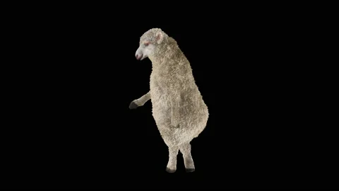 Sheep Dancing, with Alpha matte. 库存影片 213619491