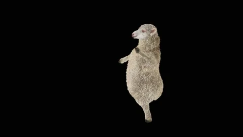 Sheep Dancing, with Alpha matte. 库存影片 218305894