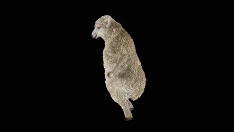 Sheep Dancing, with Alpha matte. Stock Footage 219565449
