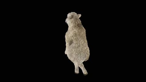 Sheep Dancing, with Alpha matte. 库存影片 219565735