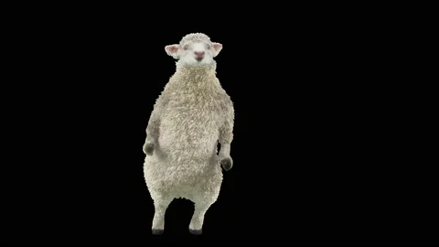 Sheep Dancing, with Alpha matte. Stock Footage 219566708