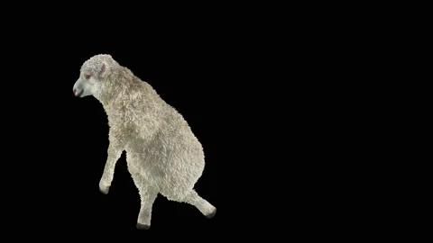 Sheep Dancing, with Alpha matte. 库存影片 219737427