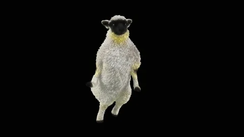 Sheep Dancing, with Alpha matte. Stock Footage 220608875