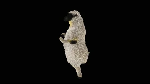 Sheep Dancing, with Alpha matte. Stock Footage 220608893