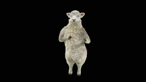 Sheep Dancing, with Alpha matte. Видео 220608940
