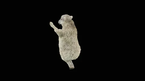 Sheep Dancing, with Alpha matte. Видео 221261936