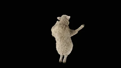 Sheep Dancing, with Alpha matte. Stock Footage 221262007
