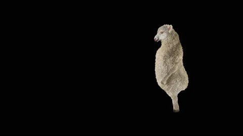Sheep Dancing, with Alpha matte. Stockbeeldmateriaal 221262283