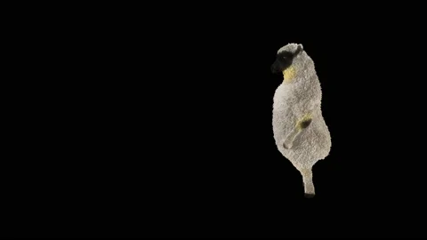 Sheep Dancing, with Alpha matte. Stock Footage 221262290