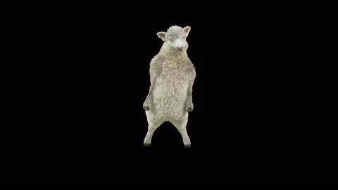 Sheep Dancing, with Alpha matte. 库存影片 221262376