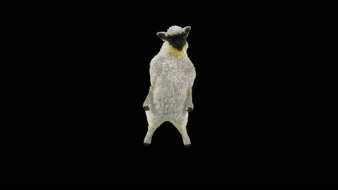 Sheep Dancing, with Alpha matte. 動画素材 221262393