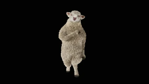 Sheep Dancing, with Alpha matte. Stock Footage 227754595