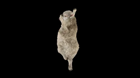 Sheep Dancing, with Alpha matte. Stockbeeldmateriaal 241731276
