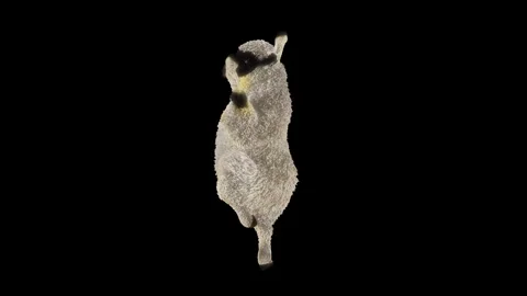 Sheep Dancing, with Alpha matte. Stock Footage 241731277