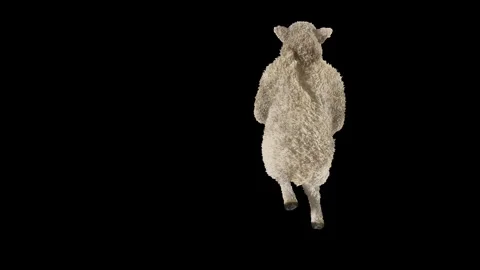 Sheep Dancing, with Alpha matte. 库存影片 243994483