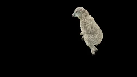 Sheep Dancing, with Alpha matte. Видео 243994535