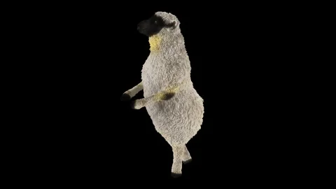 Sheep Dancing, with Alpha matte. Stock Footage 243994977