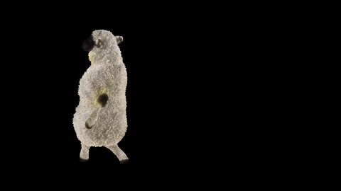 Sheep Dancing, with Alpha matte. Stock Footage 269961134