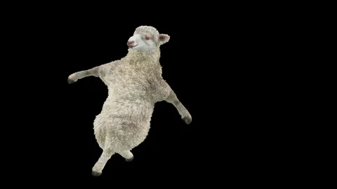 Sheep Dancing, with Alpha matte. Stock Footage 269961244