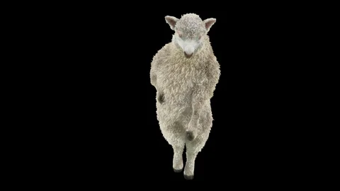 Sheep Dancing, with Alpha matte. Stock Footage 269962093