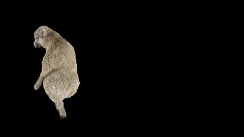 Sheep Dancing, with Alpha matte. Stock Footage 269962239